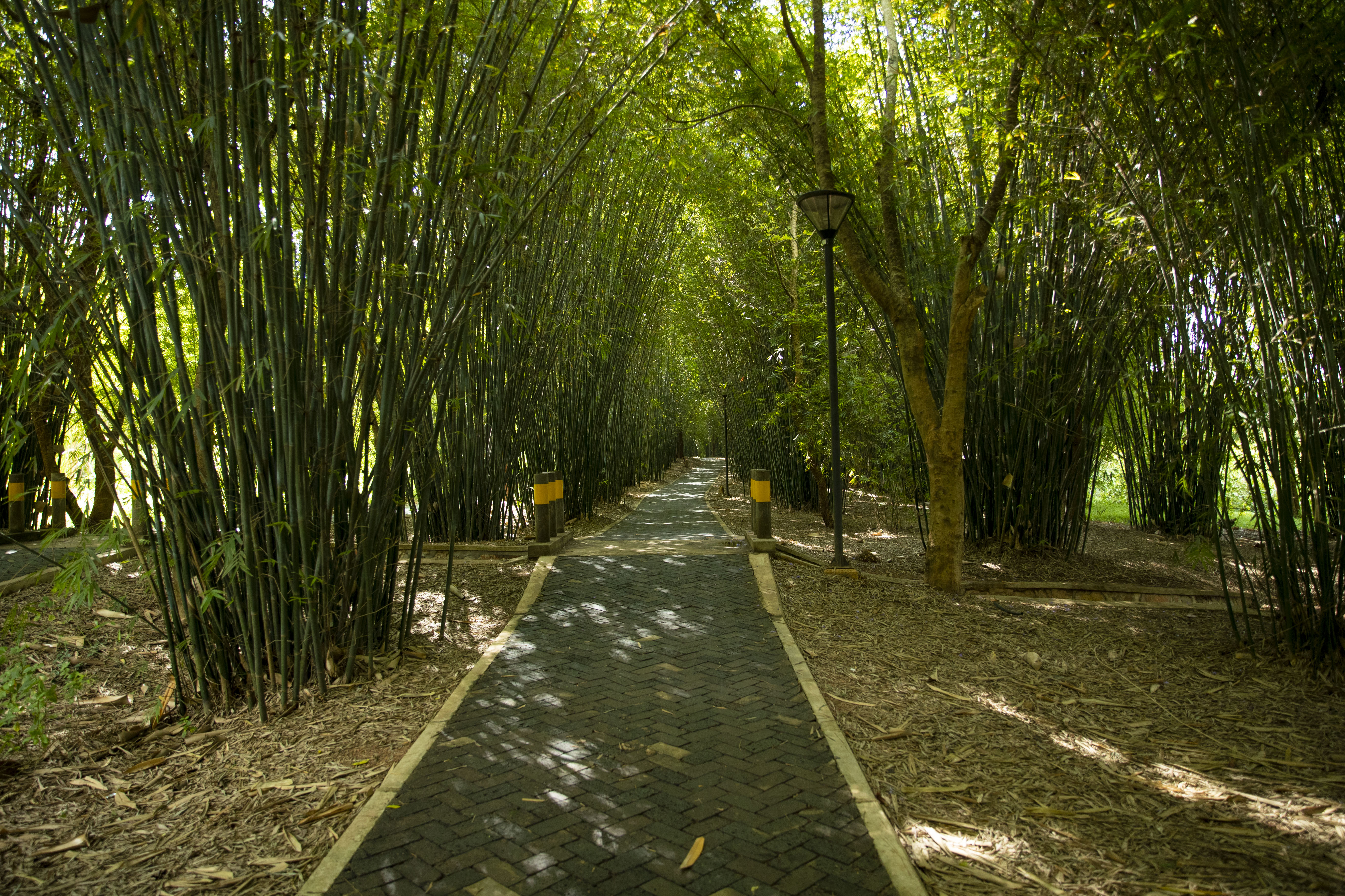 Nyungwe Forest National Park